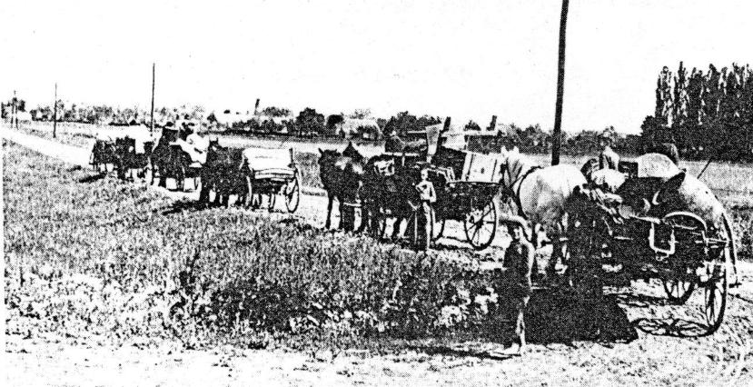 Fleeing Germans of Backa